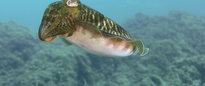 Underwater Photography Exhibition